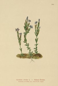 Alpine Gentian by German School