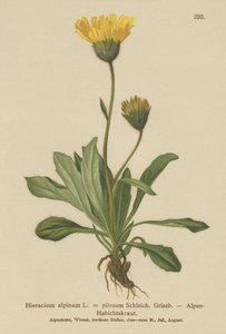 Alpine Hawkweed