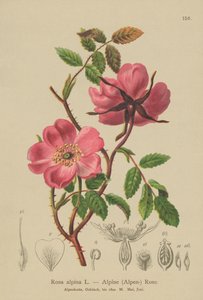 Alpine Hedge Rose