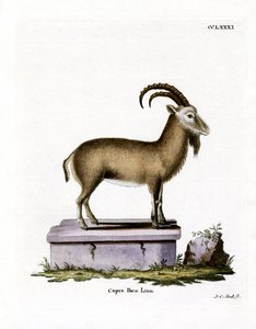 Alpine Ibex by German School