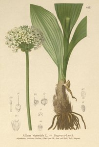 Alpine Leek by German School