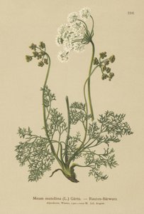 Alpine Lovage by German School