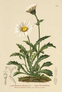 Alpine Moon Daisy