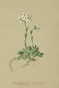 Alpine Pennycress by German School