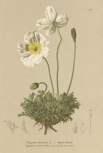 Alpine Poppy