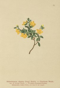Alpine Rock-rose by German School