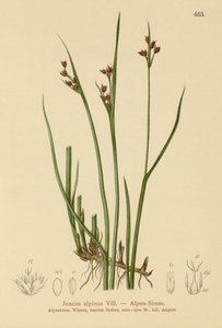 Alpine Rush