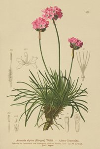 Alpine Thrift by German School