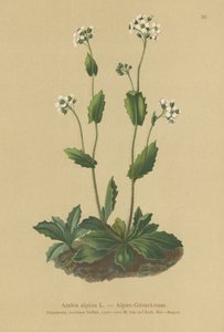 Alpine Wall-cress
