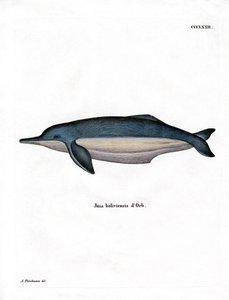 Amazon River Dolphin by German School