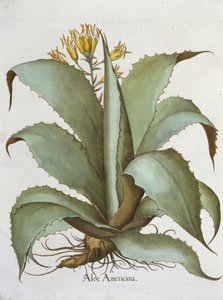American Aloe, from the Hortus Eystettensis by Basil Besler, pub. 1613 by German School
