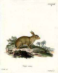 American Gray Rabbit
