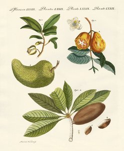 American Fruits by German School