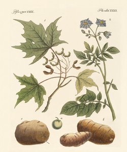 American Plants by German School