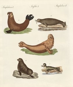 Amphibians