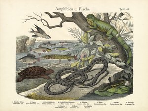 Amphibians and Fishes