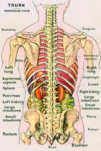 Anatomical View of the Human Torso