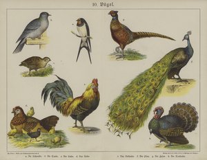 Animals by German School