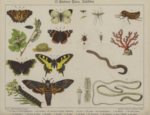 Animals by German School