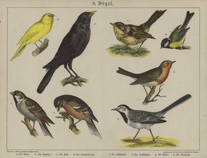 Animals by German School