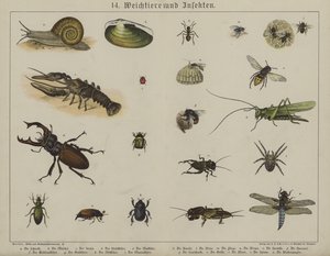 Animals by German School