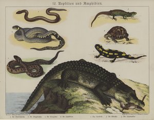 Animals