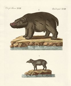 Animals from Hot Countries by German School