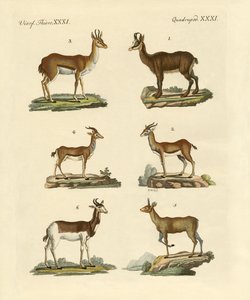 Antelopes and Gazelles