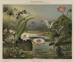Aquatic Plants