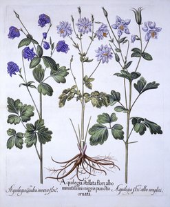 Aquilegia, from Hortus Eystettensis