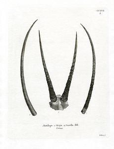 Arabian Oryx Horns by German School