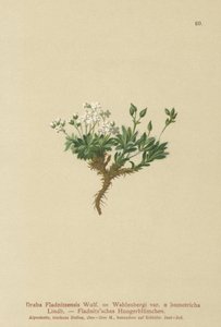 Arctic Draba by German School