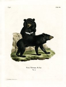 Asian Black Bear by German School