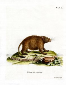Asiatic Brush-tailed Porcupine by German School