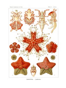 Asteridea by German School