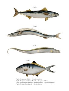 Atlantic Mackerel by German School