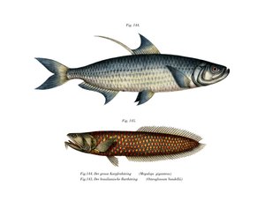 Atlantic Tarpon