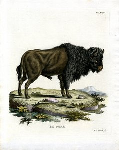 Aurochs