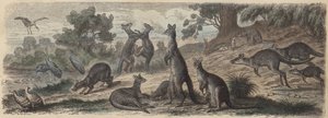 Australian Wildlife (Coloured Engraving) by German School