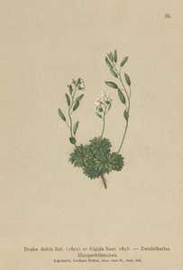 Austrian Whitlow-grass by German School