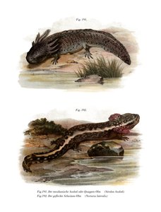Axolotl by German School