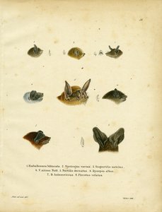 Bat Heads