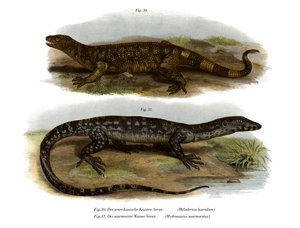 Beaded Lizard by German School