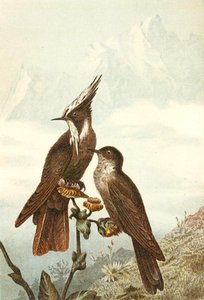 Bearded Helmetcrests, plate from 