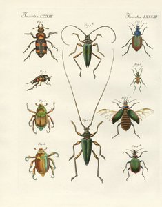 Beautiful Beetles