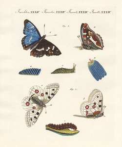 Beautiful butterflies