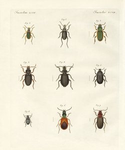 Beautiful German Beetles by German School