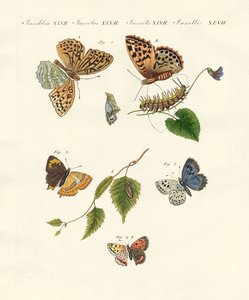 Beautiful German Butterflies by German School