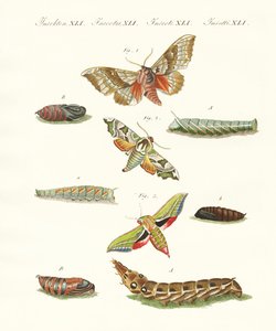 Beautiful German Twilight Butterflies