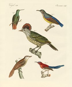 Beautiful and Strange Birds